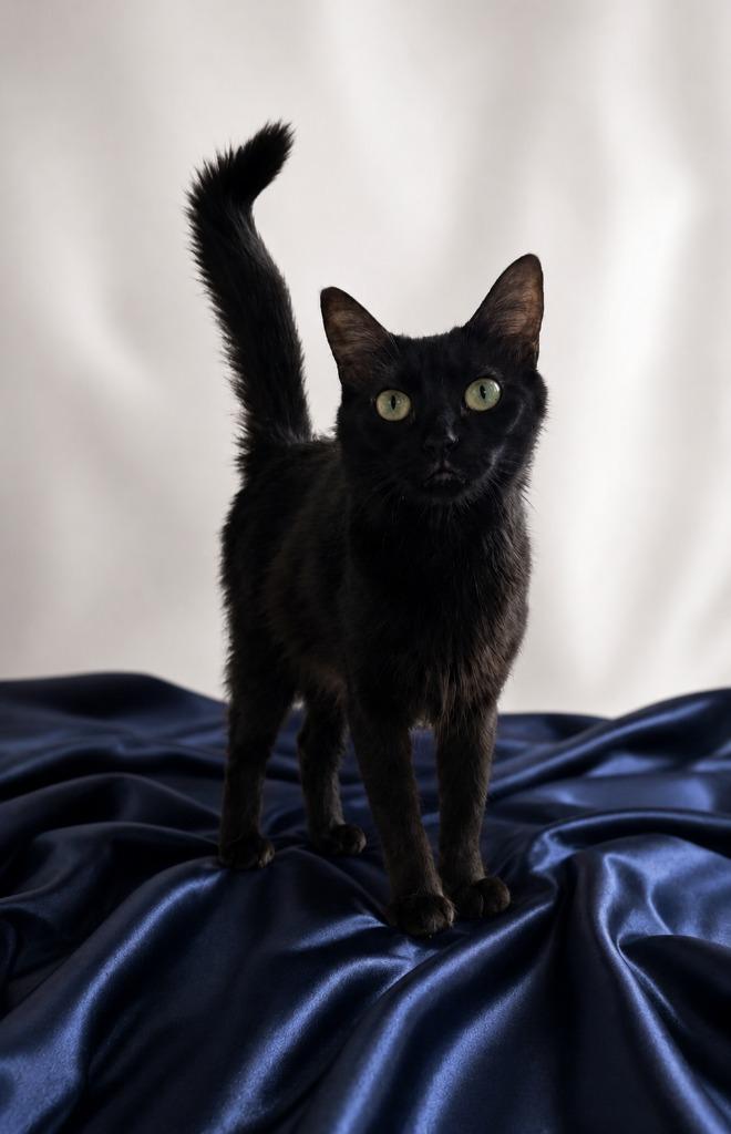 Viva La Velvet, Adoptable, Kitten Female Domestic Long Hair.