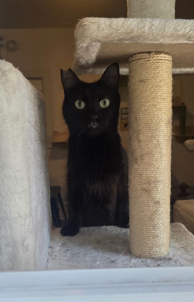 Viva La Velvet, a Adoptable mixed breed in Miami, OK image 4/5