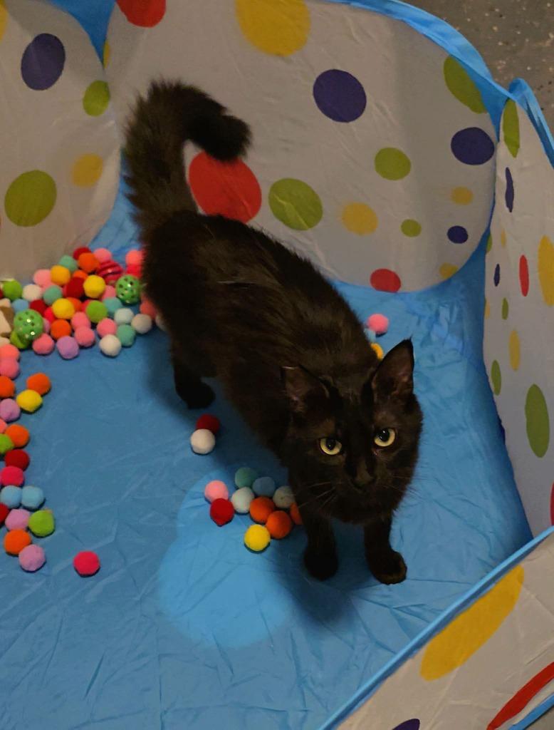 Viva La Velvet, a Adoptable mixed breed in Miami, OK image 5/5
