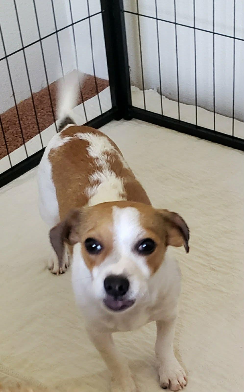 Enlarge Dolly, a Adoptable mixed breed in Eugene, OR image 3/4
