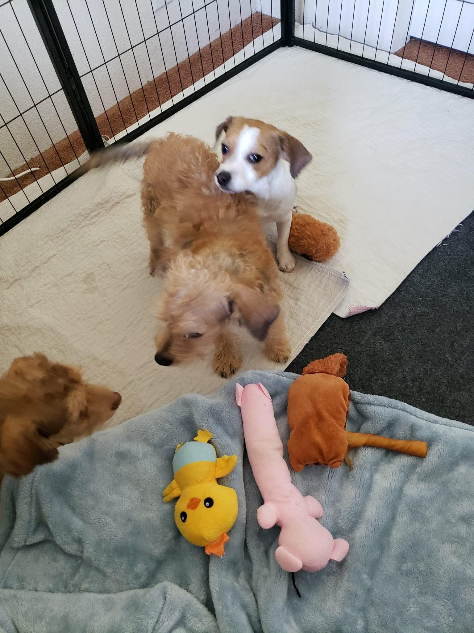 Enlarge Dolly, a Adoptable mixed breed in Eugene, OR image 2/4