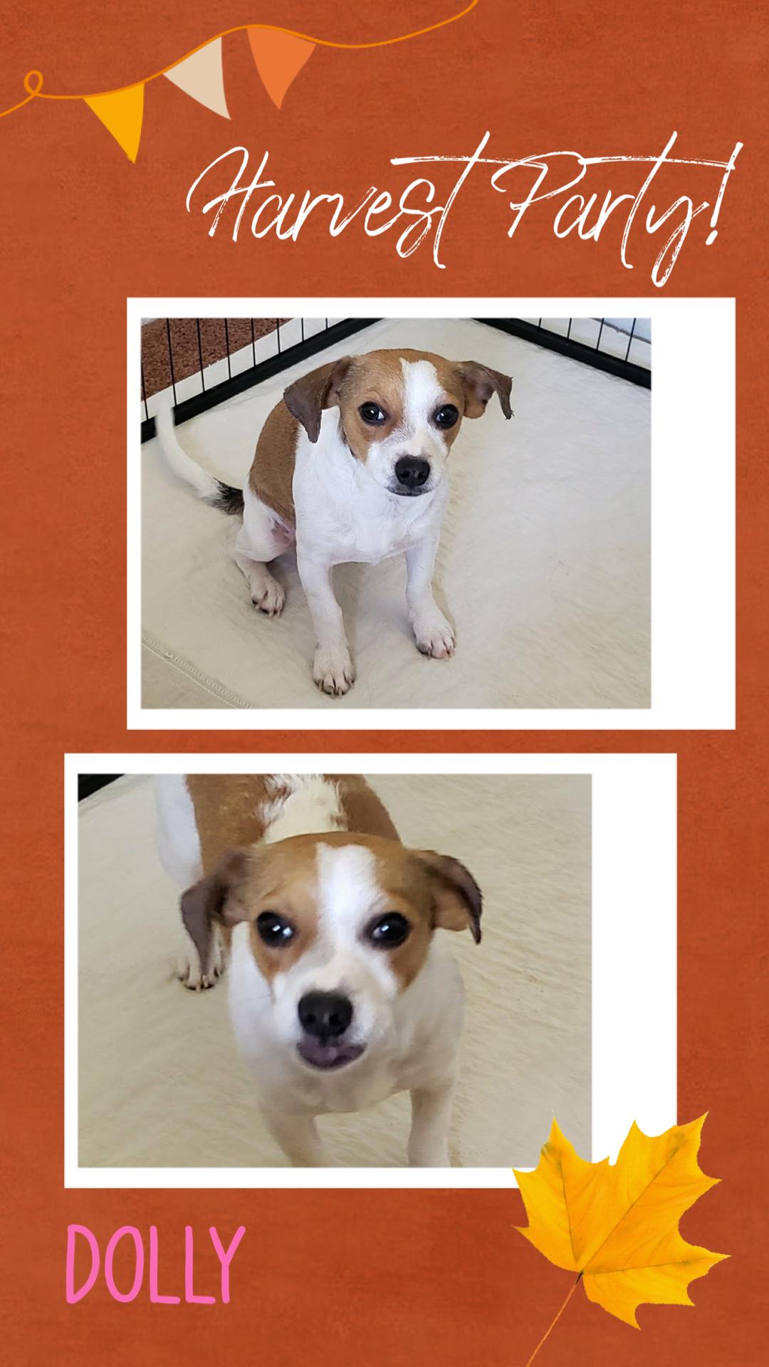 Enlarge Dolly, a Adoptable mixed breed in Eugene, OR image 1/4