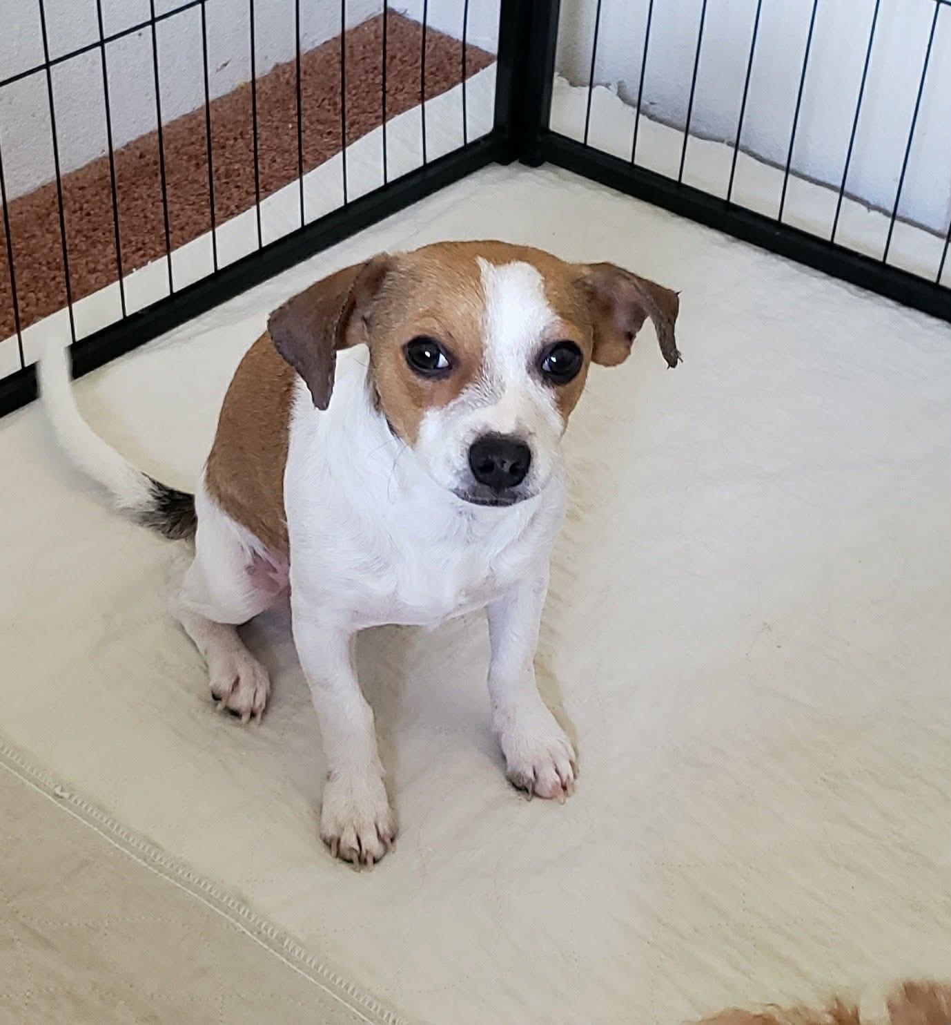 Enlarge Dolly, a Adoptable mixed breed in Eugene, OR image 4/4