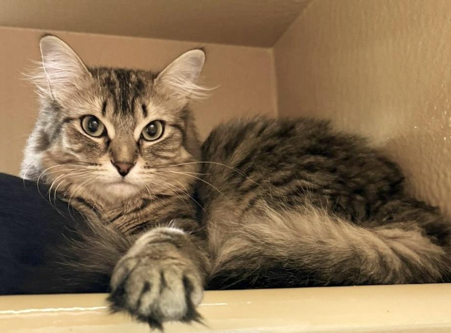 Mouse — thumbnail 2