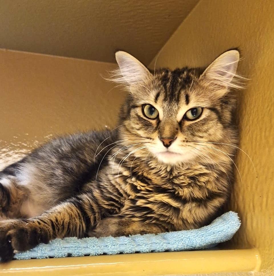 Mouse — thumbnail 3