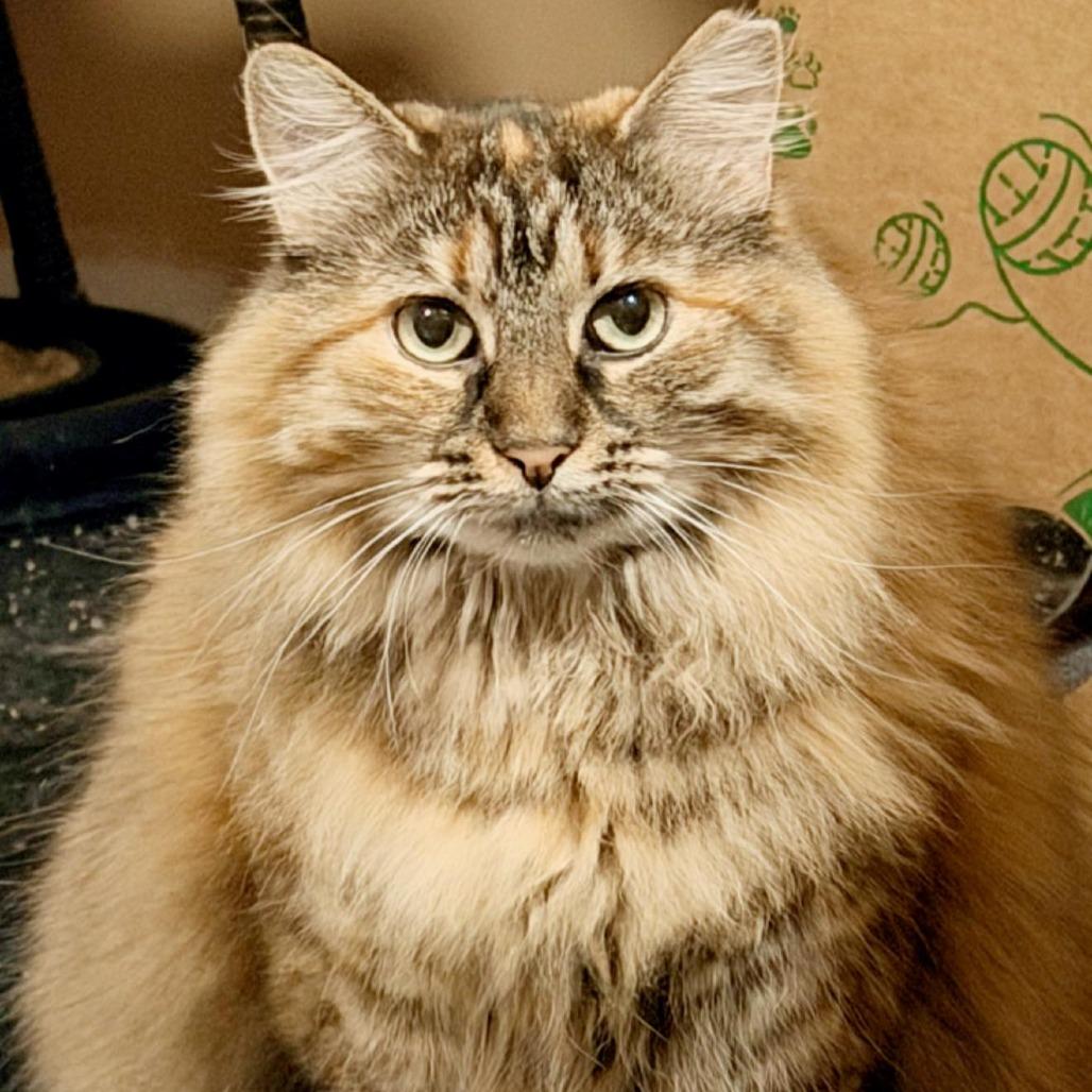 Franny, Adoptable, Adult Female Domestic Long Hair.