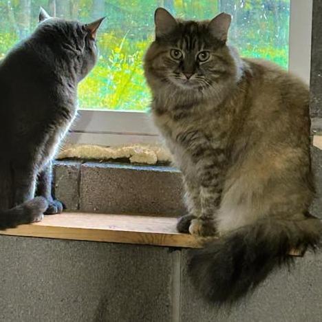 Enlarge Franny, a Adoptable Domestic Long Hair in Pocono Summit, PA image 2/5