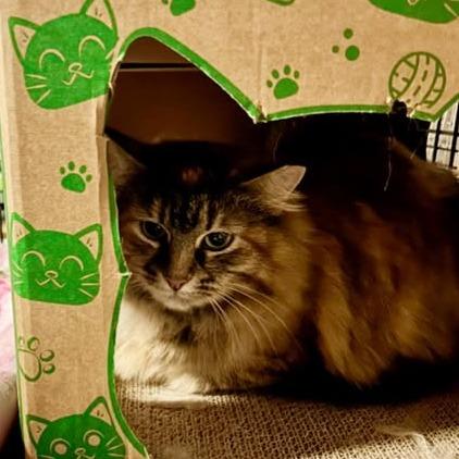 Enlarge Franny, a Adoptable Domestic Long Hair in Pocono Summit, PA image 3/5