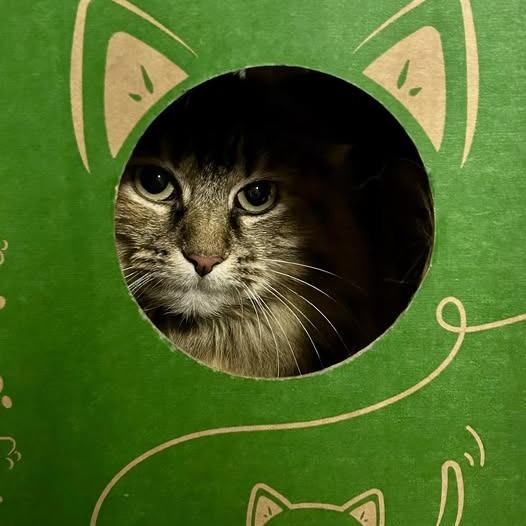 Enlarge Franny, a Adoptable Domestic Long Hair in Pocono Summit, PA image 4/5