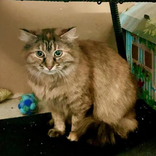 Enlarge Franny, a Adoptable Domestic Long Hair in Pocono Summit, PA image 5/5