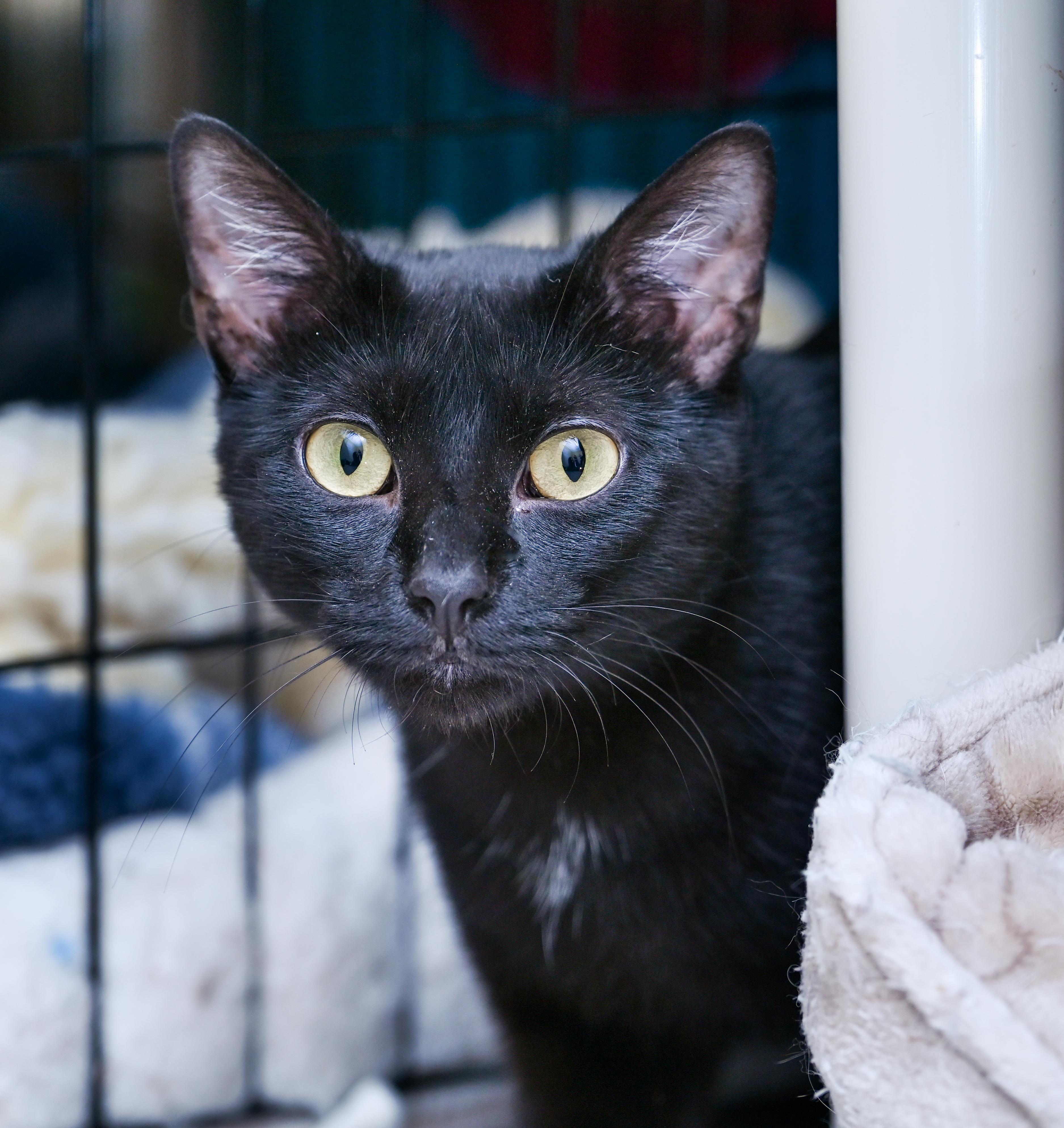 Enlarge Mama Margarita, a ADOPTABLE mixed breed in Chattanooga, TN image 4/4