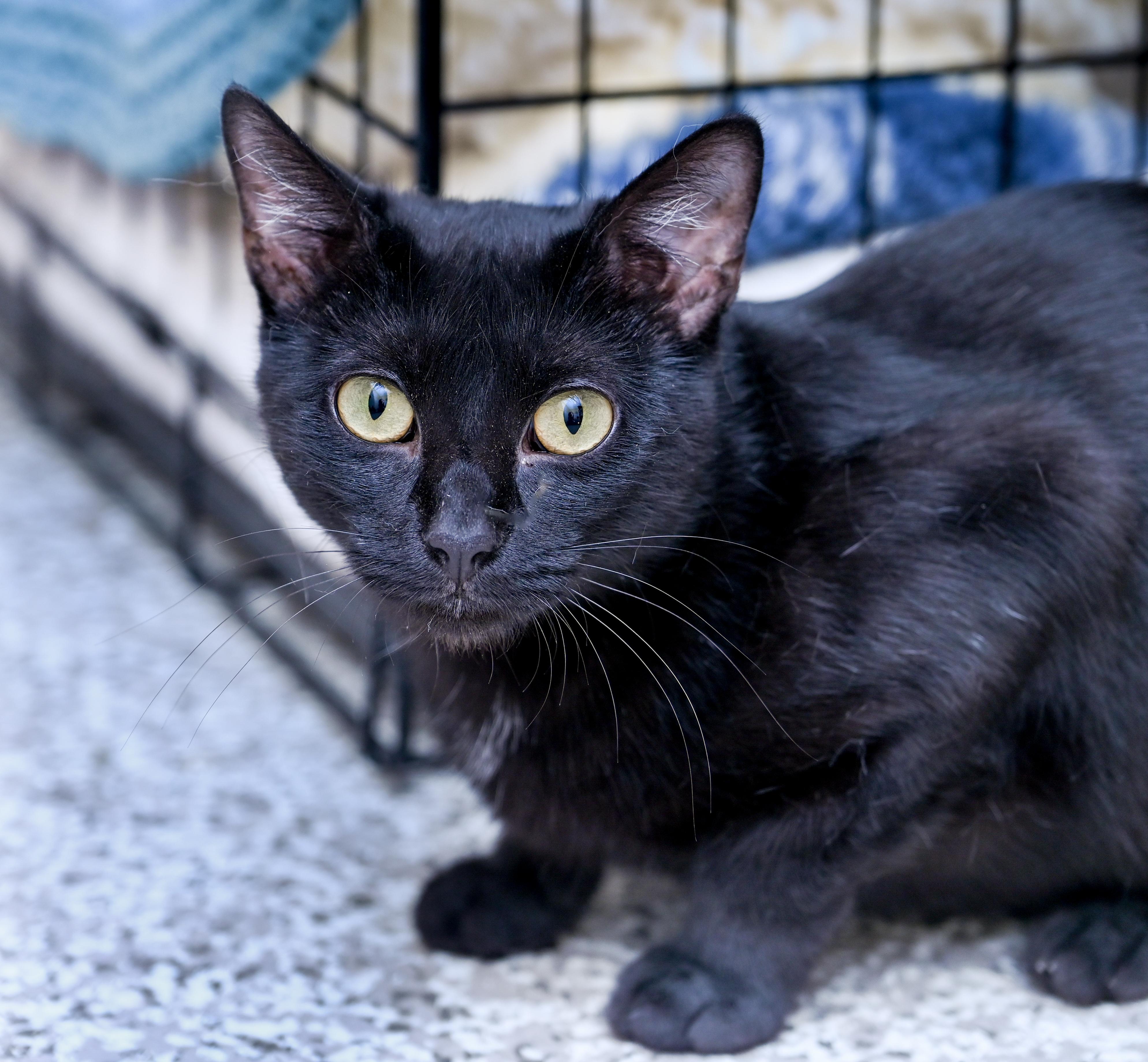 Enlarge Mama Margarita, a ADOPTABLE mixed breed in Chattanooga, TN image 2/4