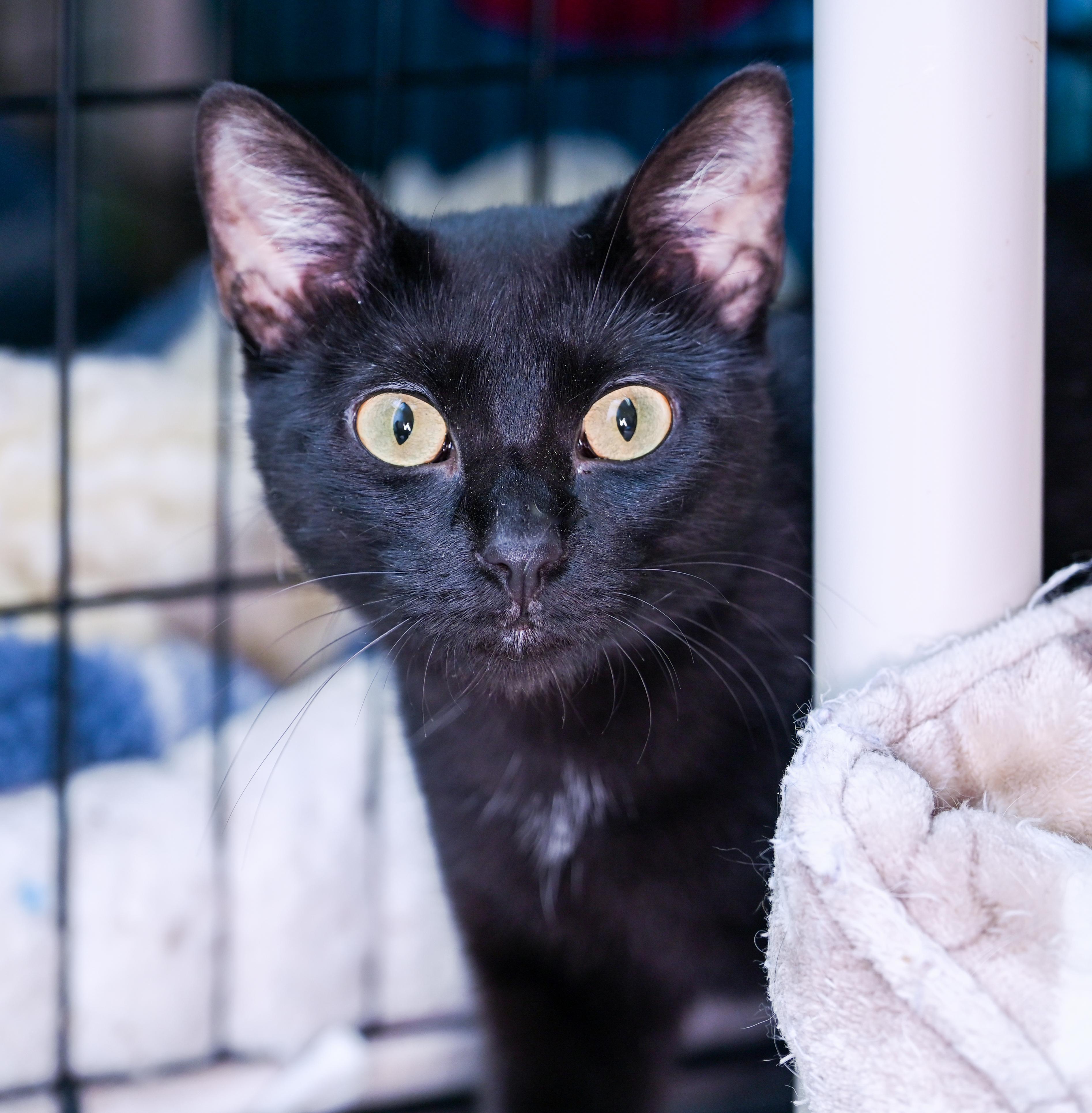 Enlarge Mama Margarita, a ADOPTABLE mixed breed in Chattanooga, TN image 1/4
