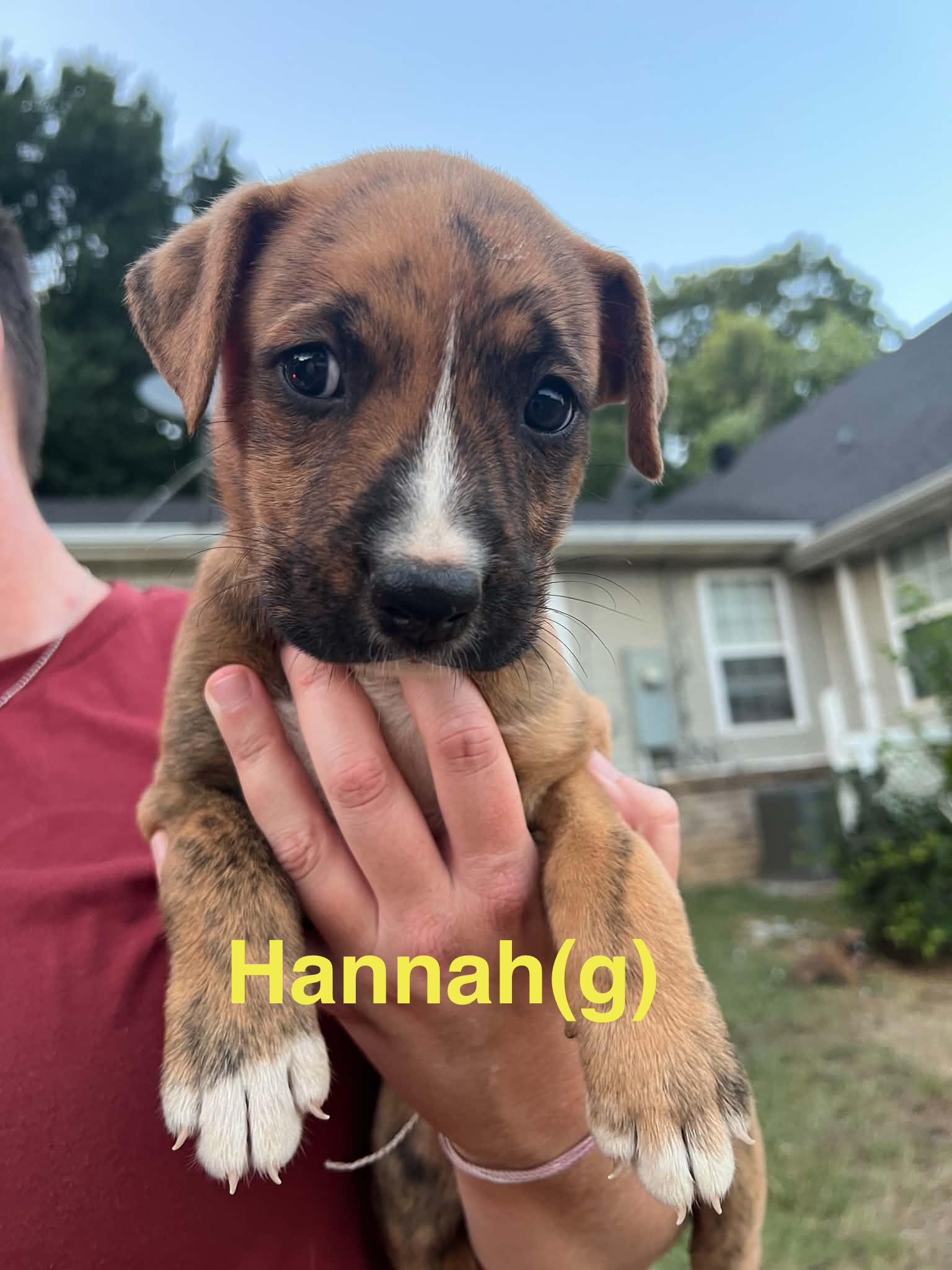 Hannah, Adoptable, Puppy Female Australian Shepherd & Portuguese Podengo.