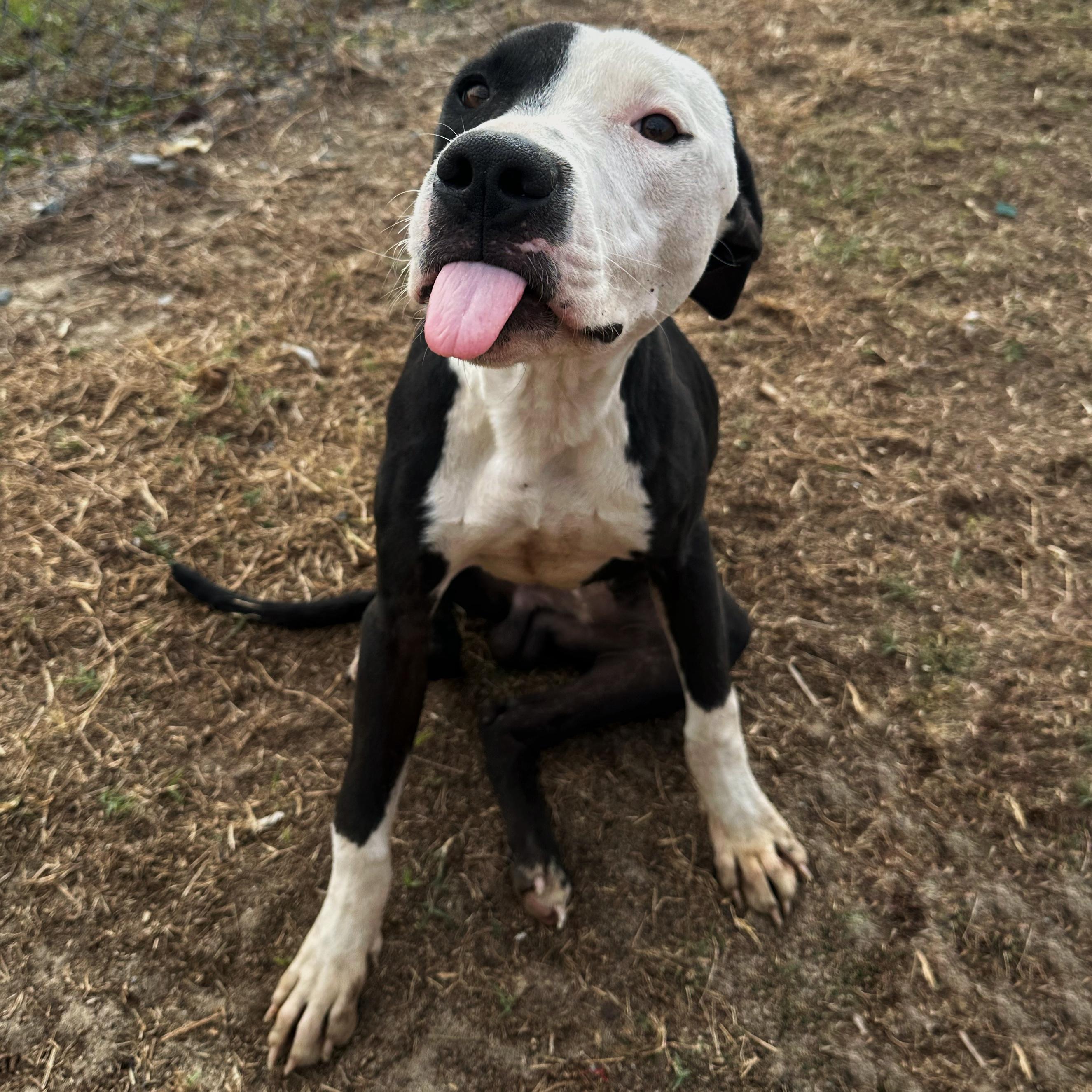 Moo, a Adoptable mixed breed in Valdosta, GA image 2/3