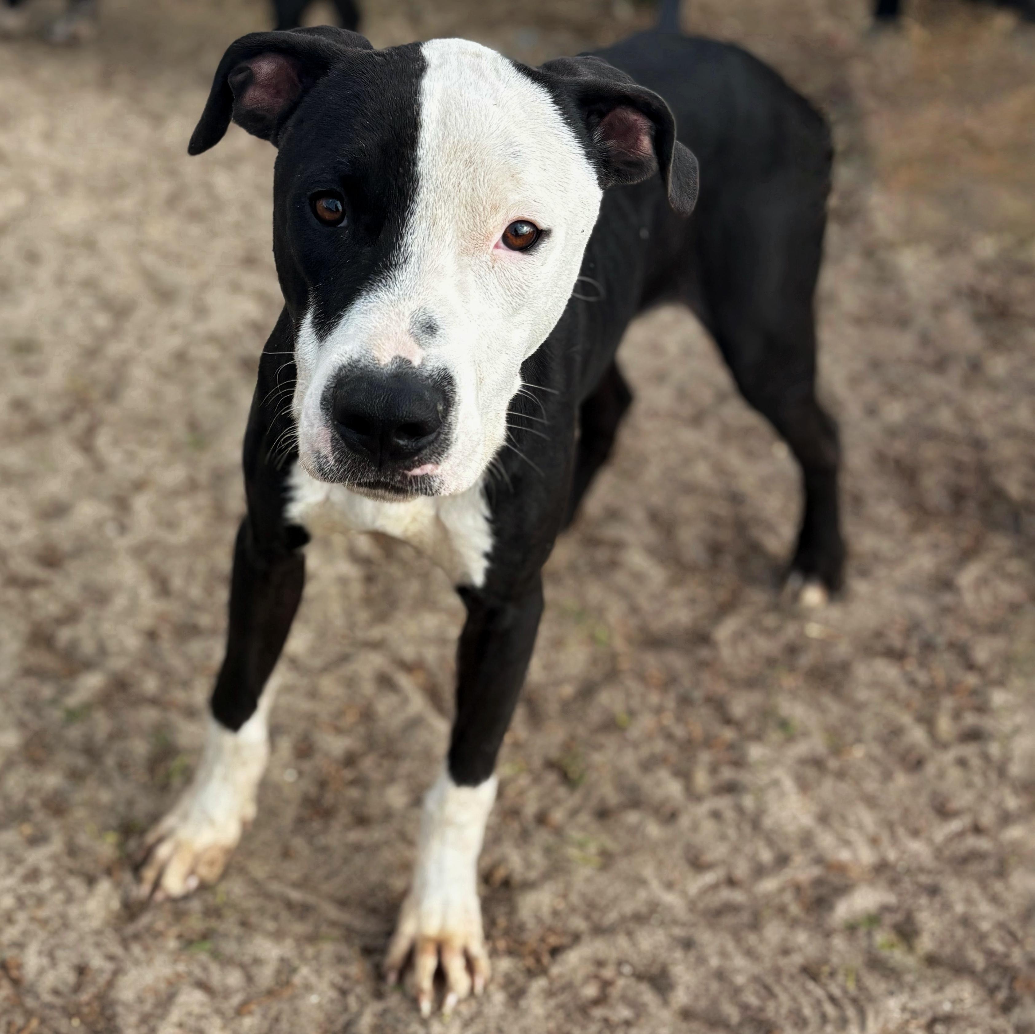 Moo, adoptable, Young Male Pit Bull Terrier.