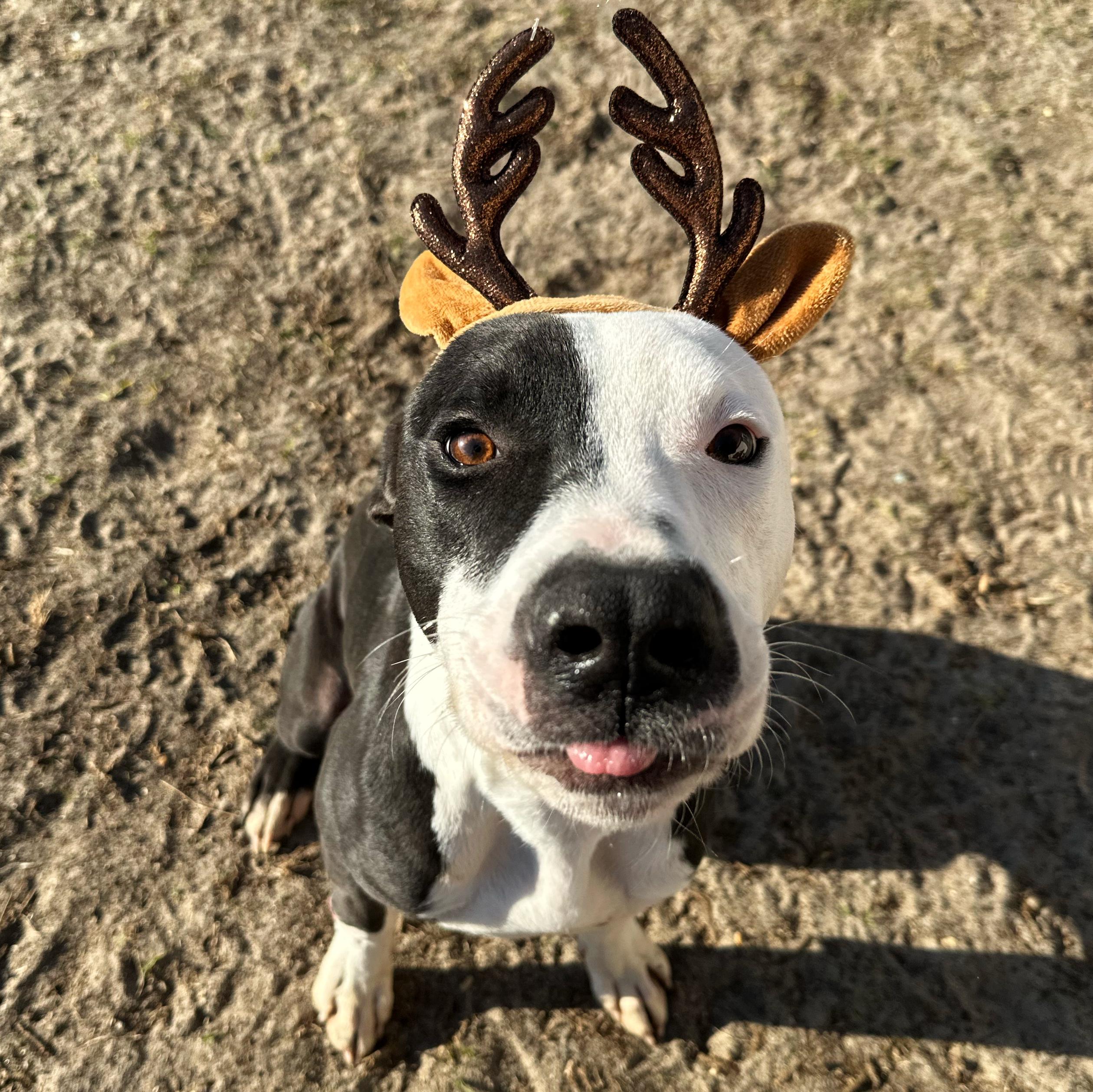 Enlarge Moo, an adoptable mixed breed in Valdosta, GA image 5/5