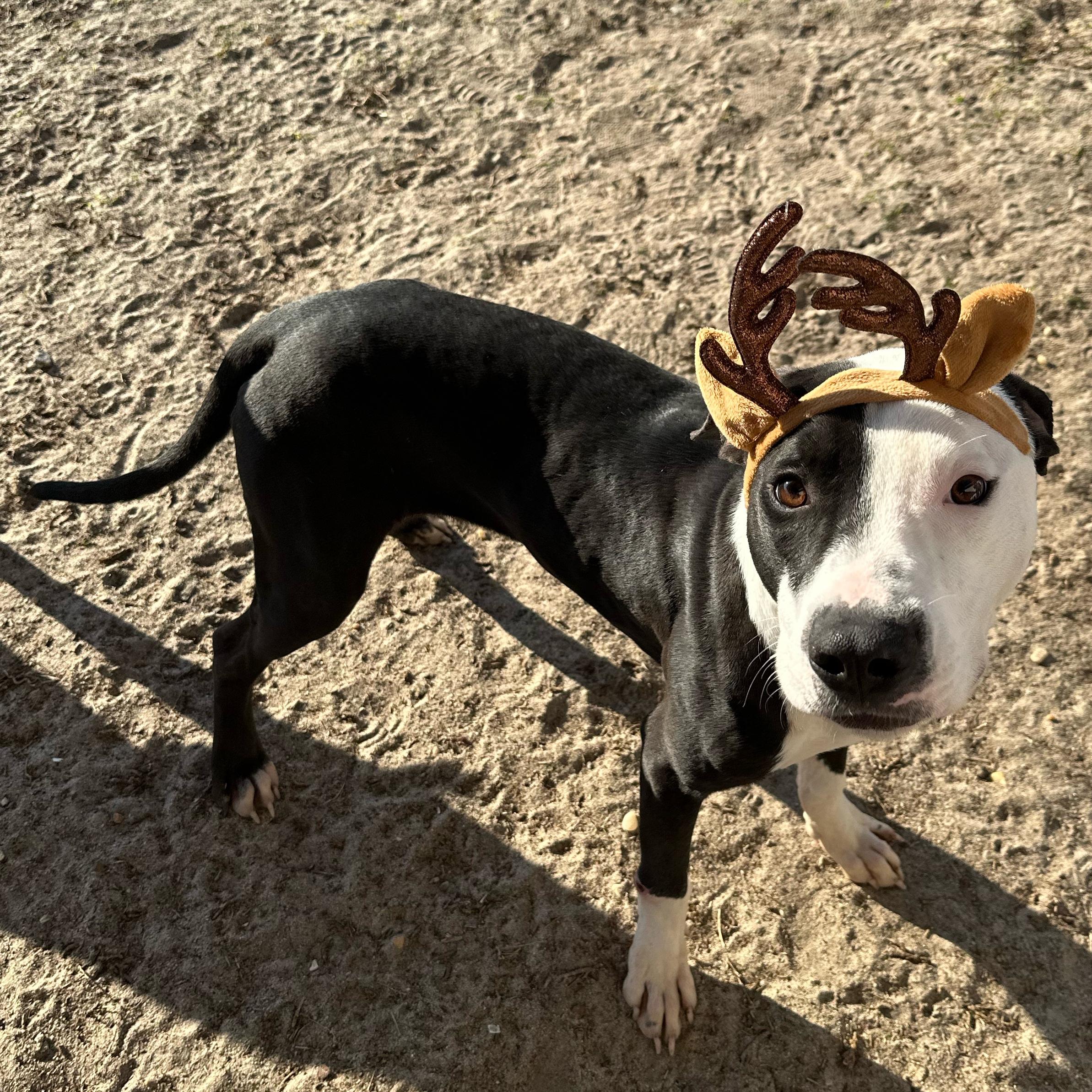 Enlarge Moo, an adoptable mixed breed in Valdosta, GA image 4/5