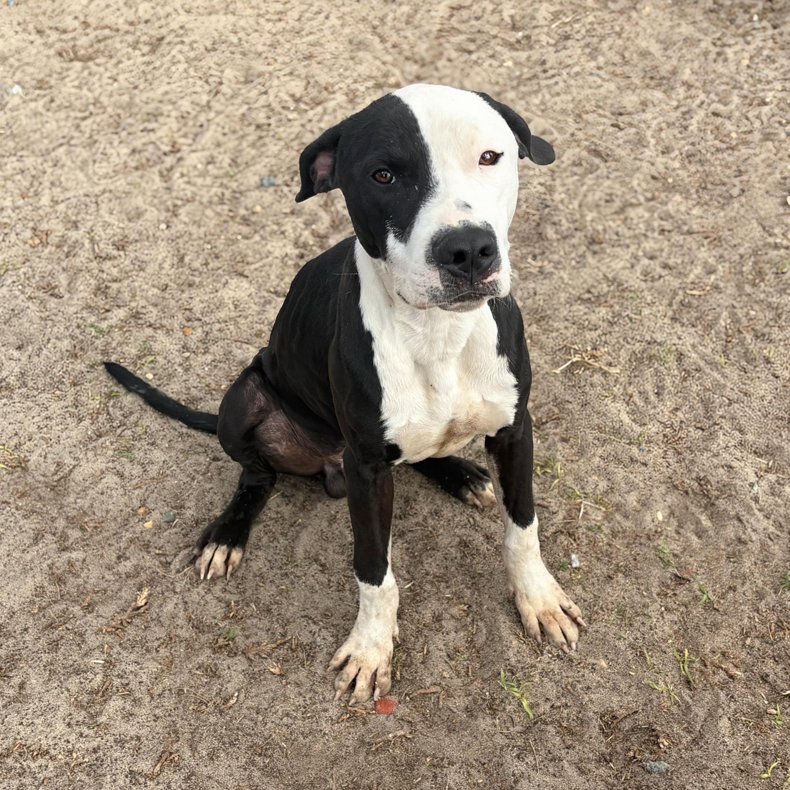 Moo, a Adoptable mixed breed in Valdosta, GA image 3/3