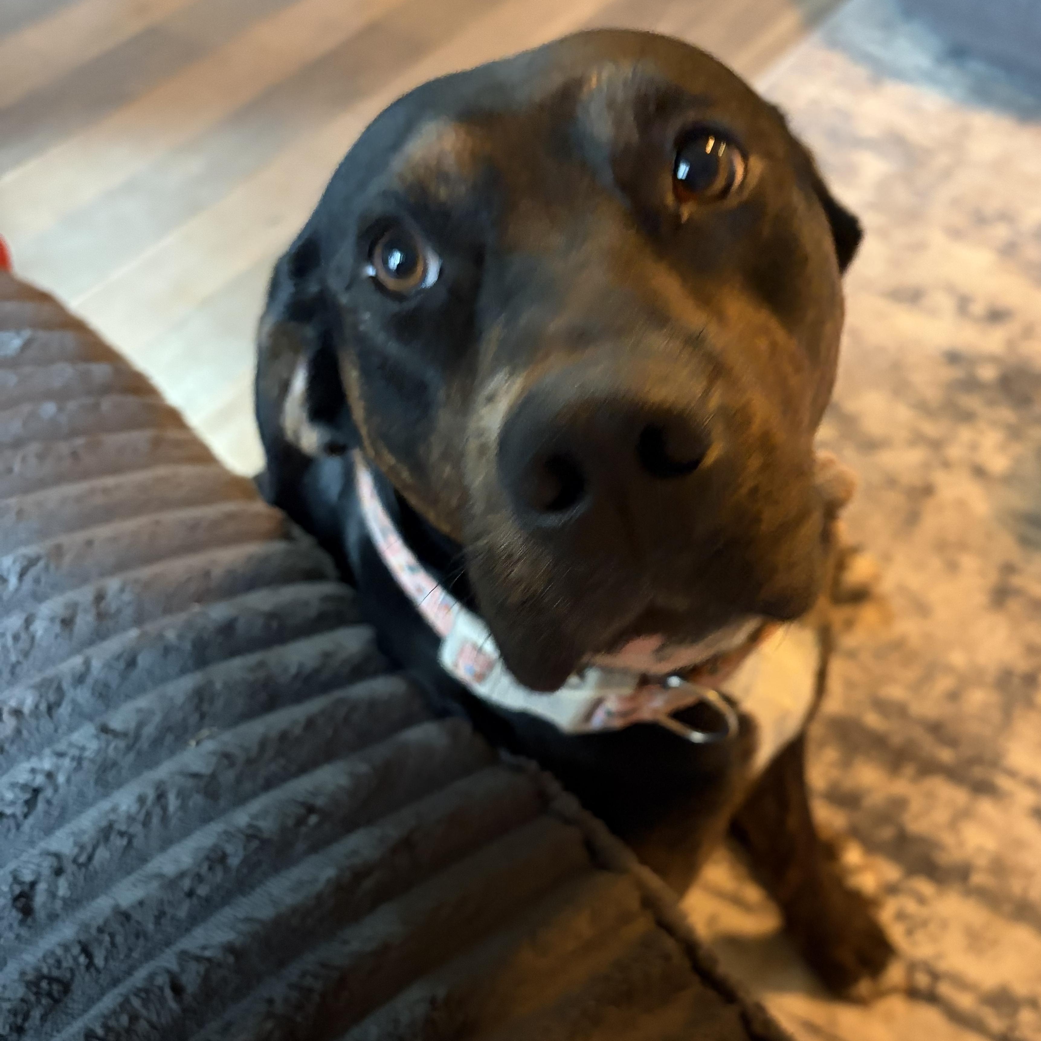 Enlarge Roxy, a ADOPTABLE mixed breed in Yukon, OK image 3/5