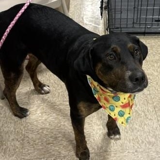 Enlarge Roxy, a ADOPTABLE mixed breed in Yukon, OK image 1/5