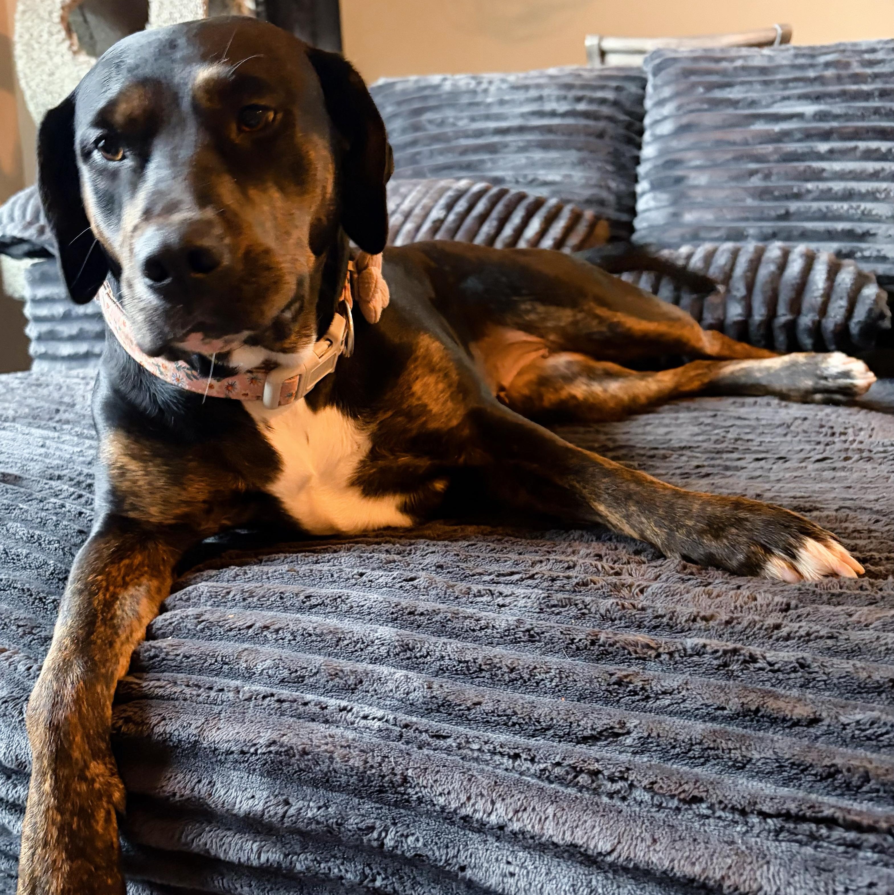 Enlarge Roxy, a ADOPTABLE mixed breed in Yukon, OK image 4/5