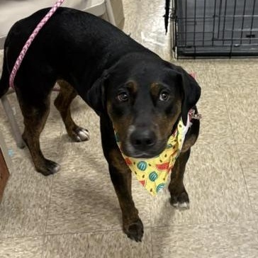 Enlarge Roxy, a ADOPTABLE mixed breed in Yukon, OK image 5/5