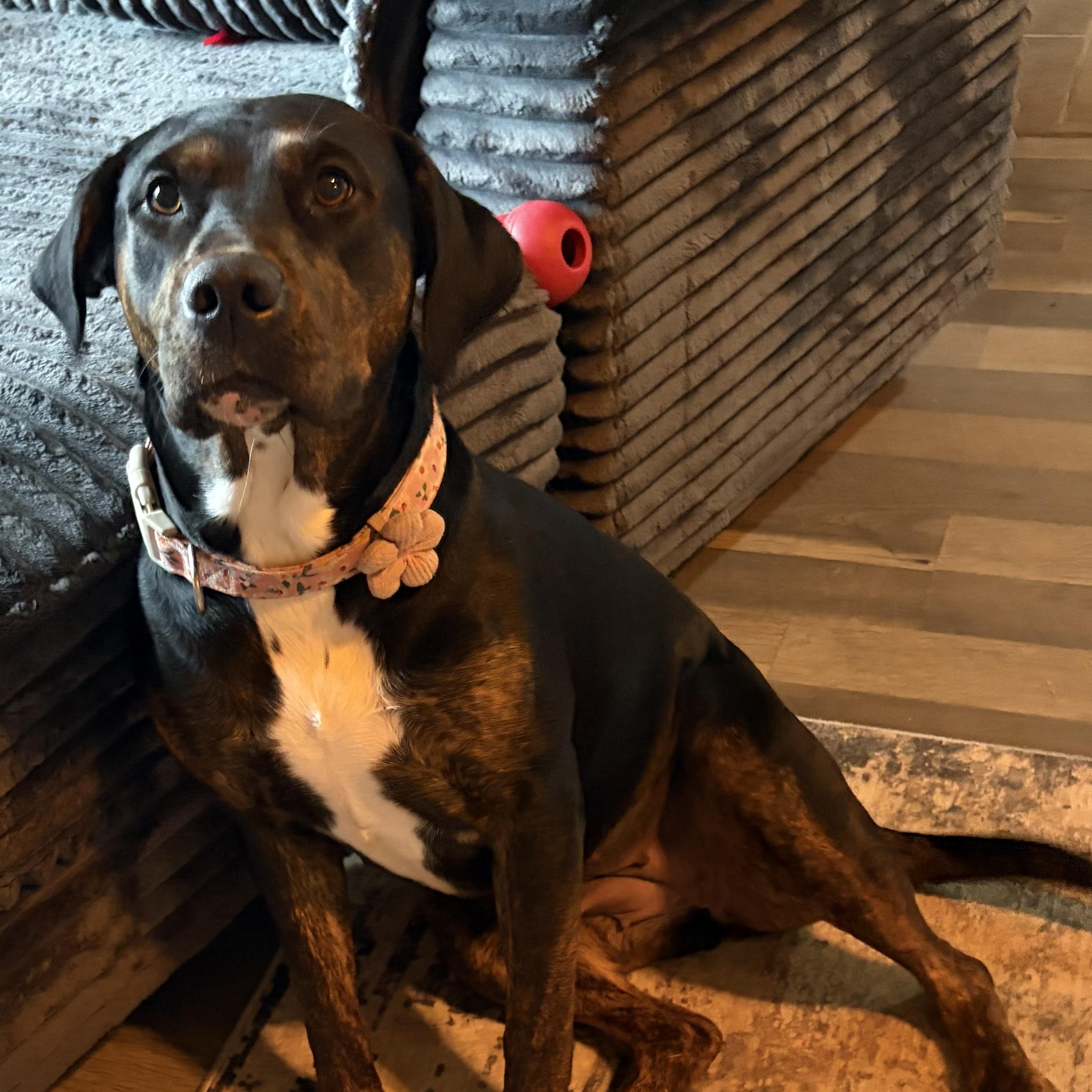 Enlarge Roxy, a ADOPTABLE mixed breed in Yukon, OK image 2/5