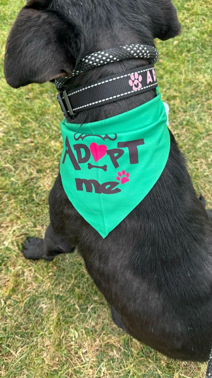 Enlarge Romeo, a Adoptable mixed breed in Carlsbad, CA image 5/5