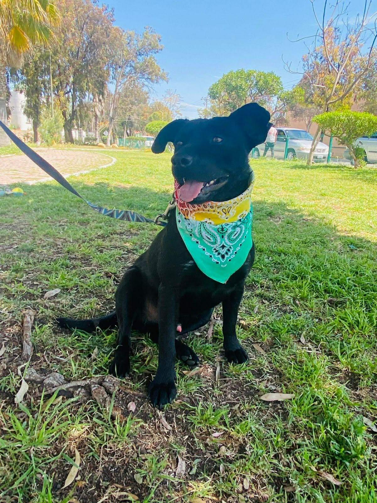 Enlarge Romeo, a Adoptable mixed breed in Carlsbad, CA image 4/5