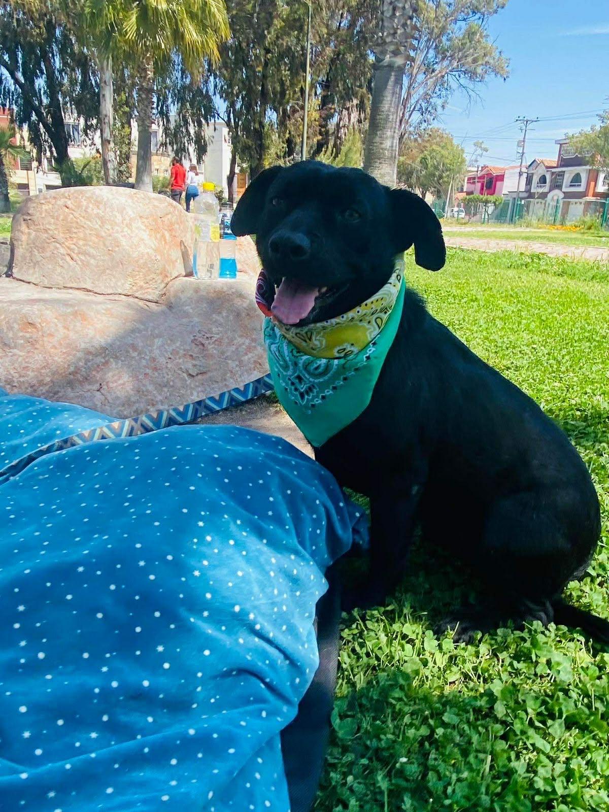 Enlarge Romeo, a Adoptable mixed breed in Carlsbad, CA image 1/5