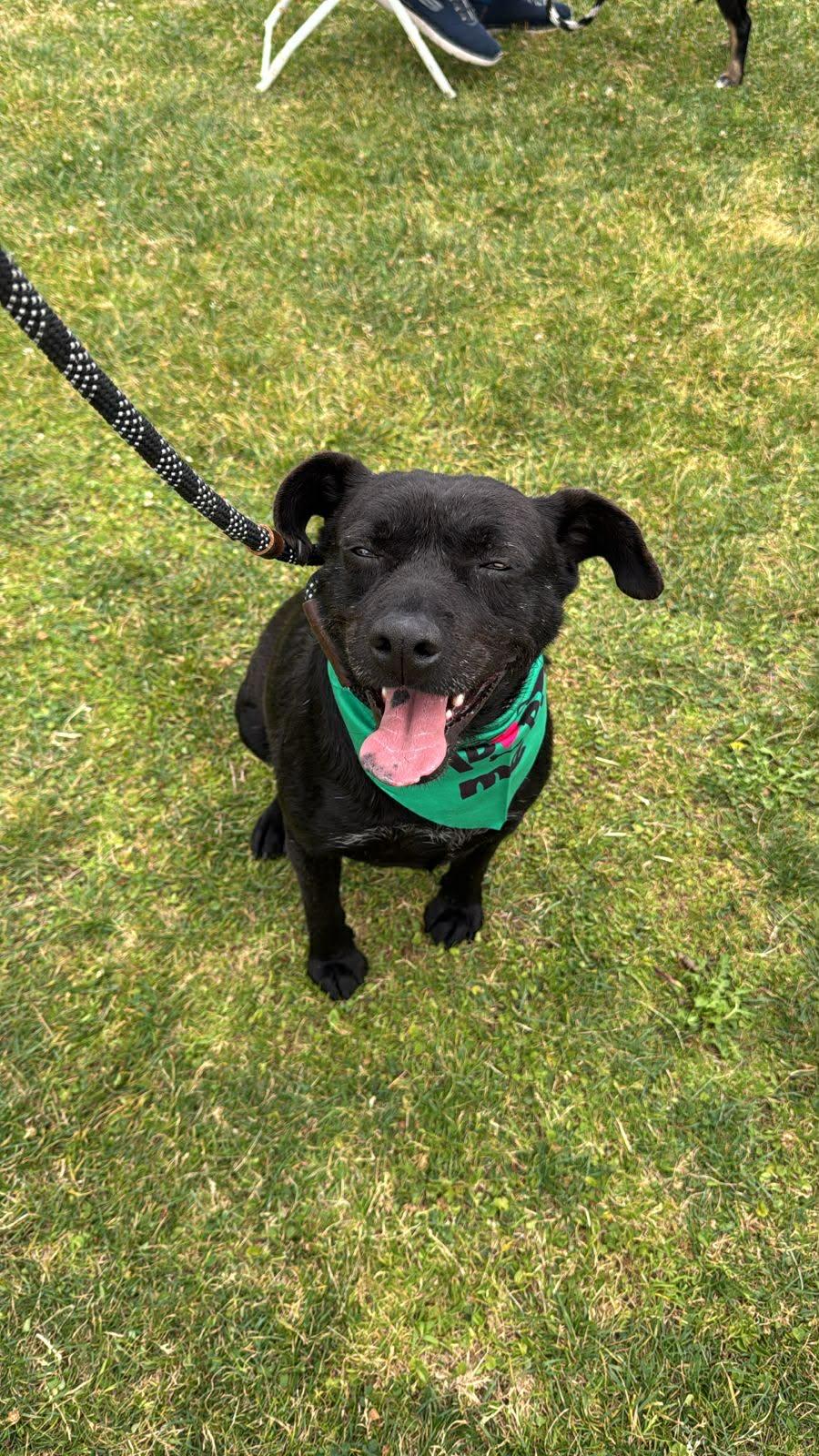 Enlarge Romeo, a Adoptable mixed breed in Carlsbad, CA image 3/5