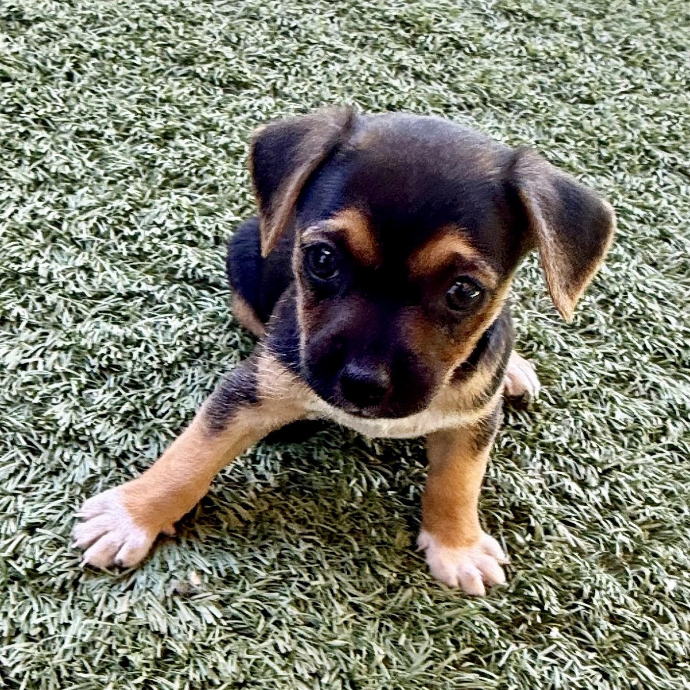 Rottie