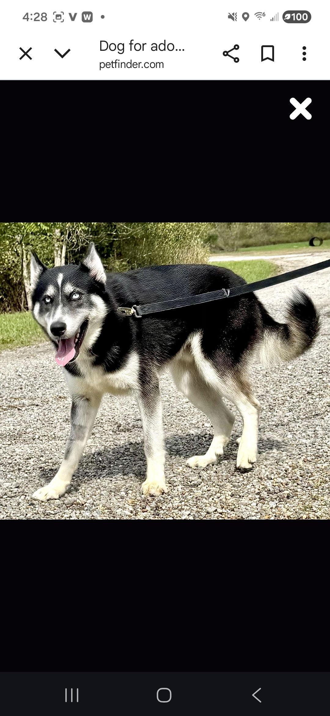 Silver (Courtesy post), Adoptable, Adult Male Siberian Husky.