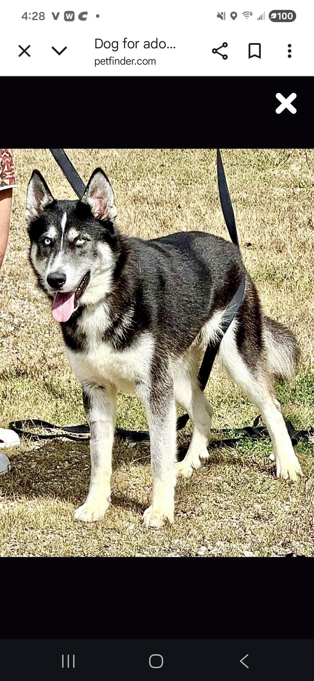 Enlarge Silver (Courtesy post), a Adoptable Siberian Husky in Pittsburgh, PA image 2/2