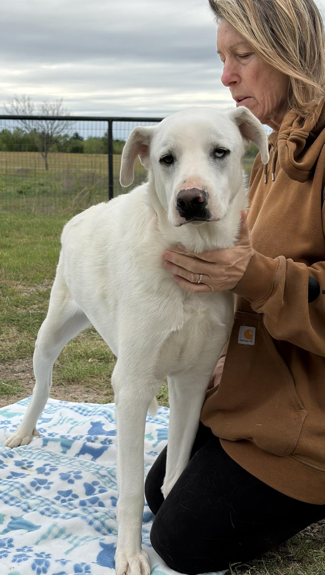 Enlarge Smitty, a Adoptable mixed breed in Argyle, TX image 2/3