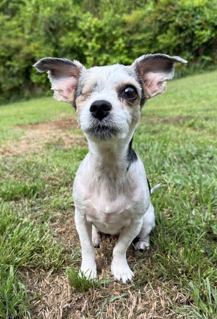 Enlarge Amelia, an adopted Yorkshire Terrier in Irmo, SC image 3/3