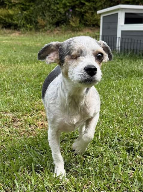 Enlarge Amelia, an adopted Yorkshire Terrier in Irmo, SC image 2/3