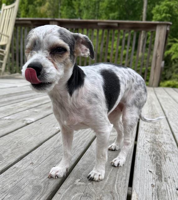 Amelia, adopted, Adult Female Yorkshire Terrier.