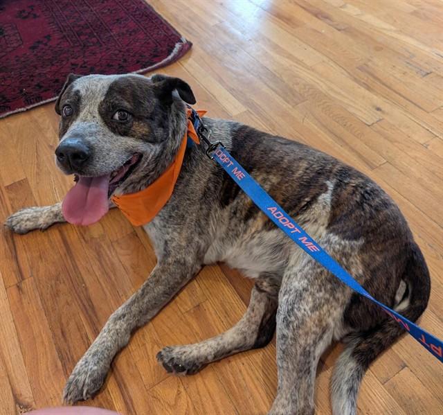 HUM, Adoptable, Adult Male Australian Cattle Dog / Blue Heeler & Mixed Breed.