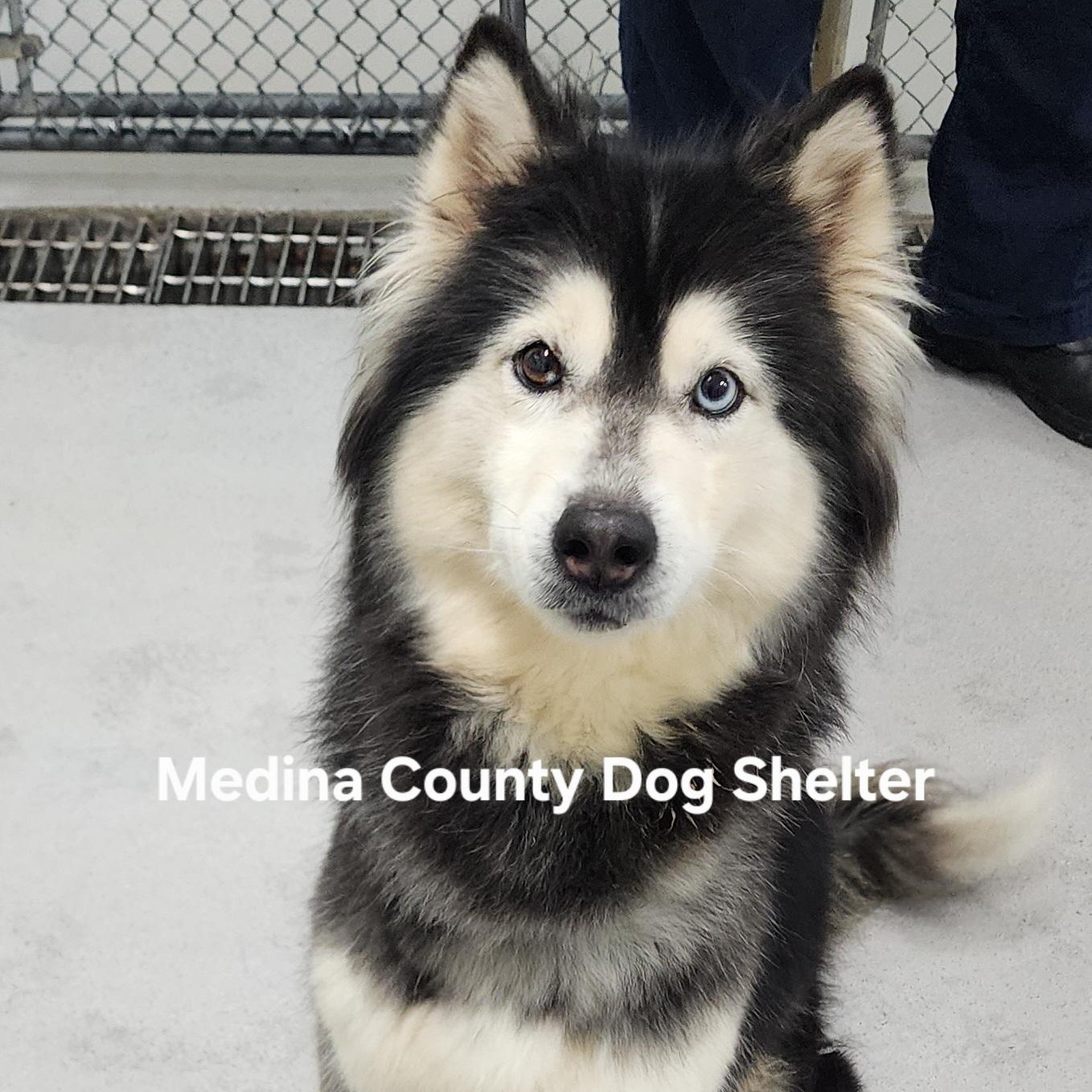 Enlarge Lucky, an adopted Husky in Medina, OH image 1/1