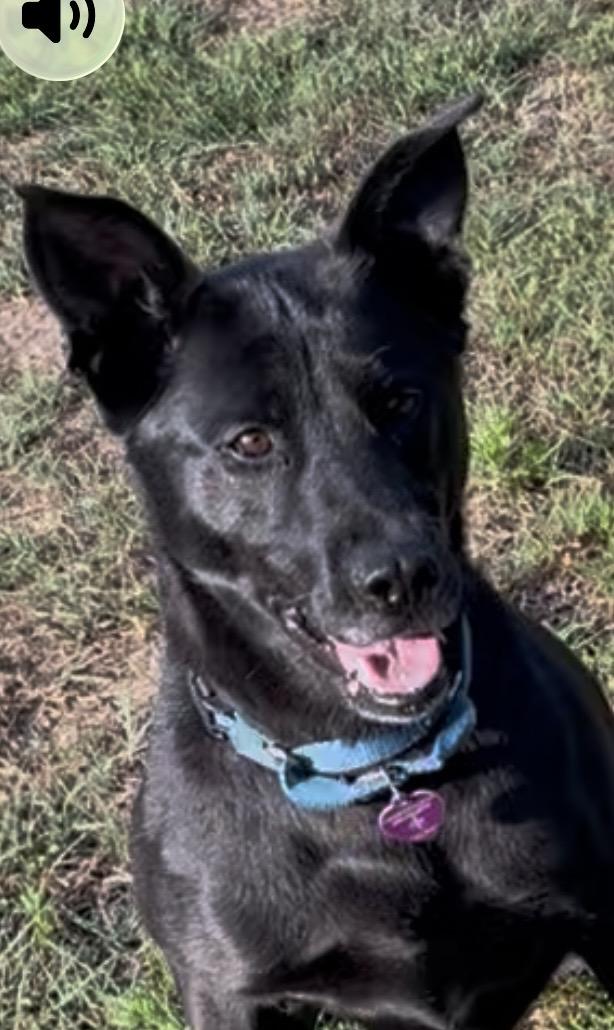 Zipper, ADOPTABLE, Adult Female German Shepherd Dog.