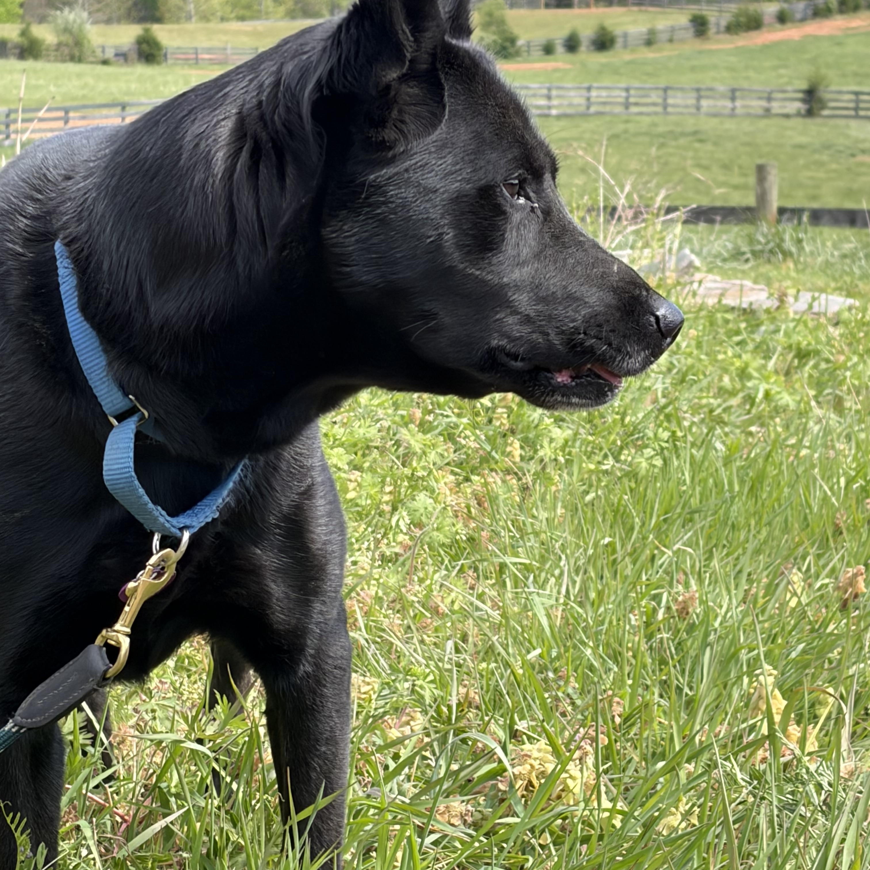 Enlarge Zipper, a ADOPTABLE mixed breed in Warrenton, VA image 6/6