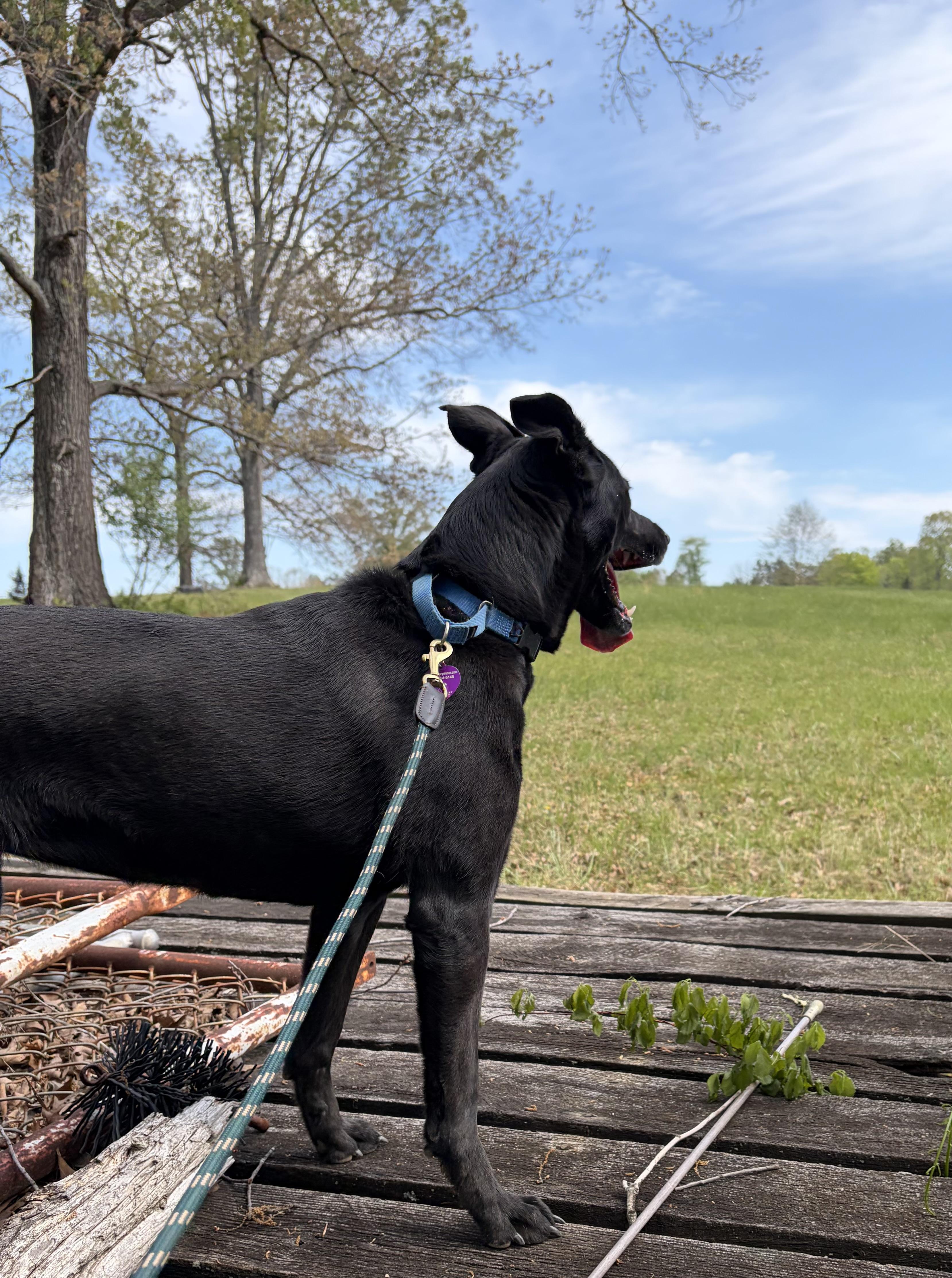 Enlarge Zipper, a ADOPTABLE mixed breed in Warrenton, VA image 3/6