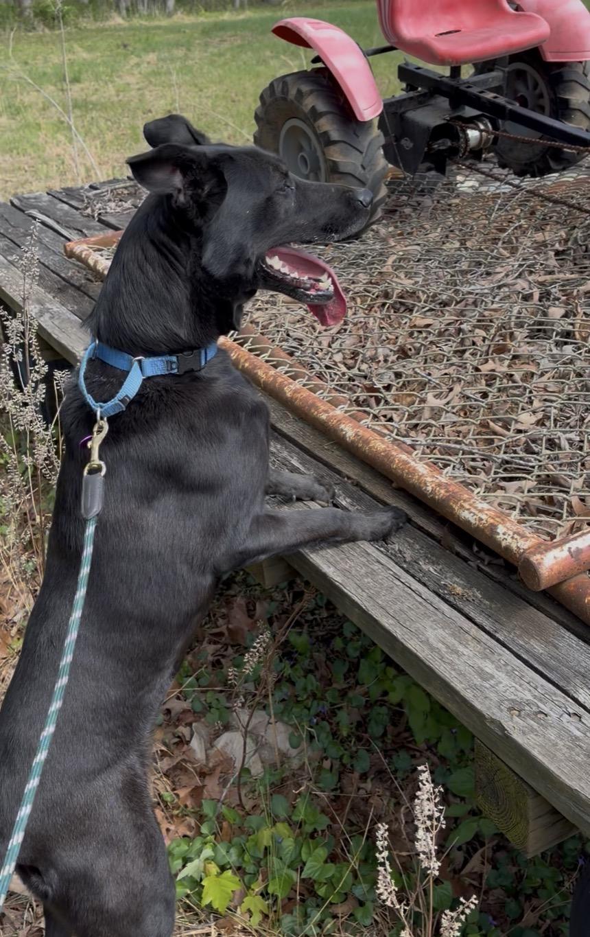 Enlarge Zipper, a ADOPTABLE mixed breed in Warrenton, VA image 5/6