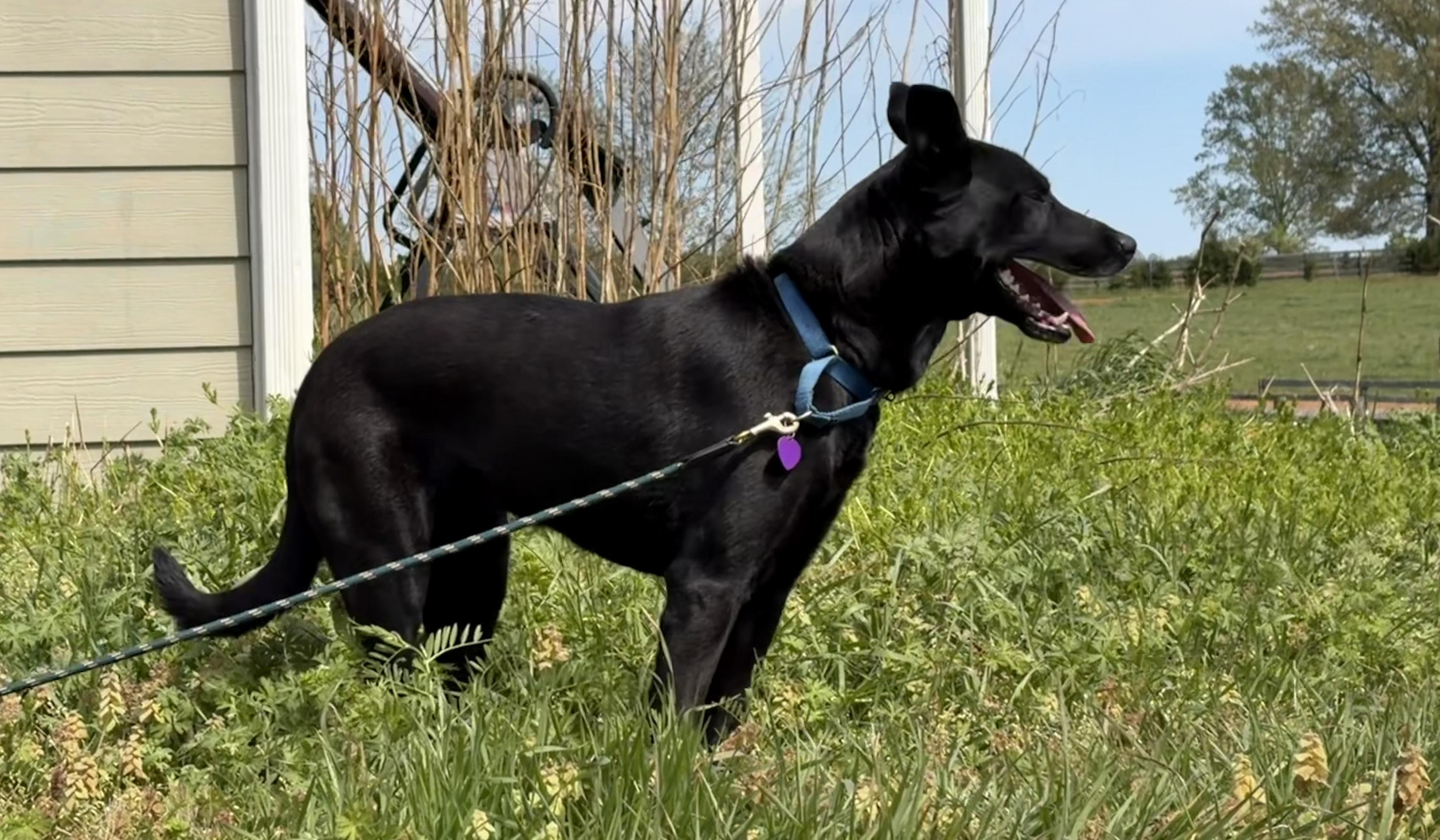 Zipper, ADOPTABLE, Young Female German Shepherd Dog.