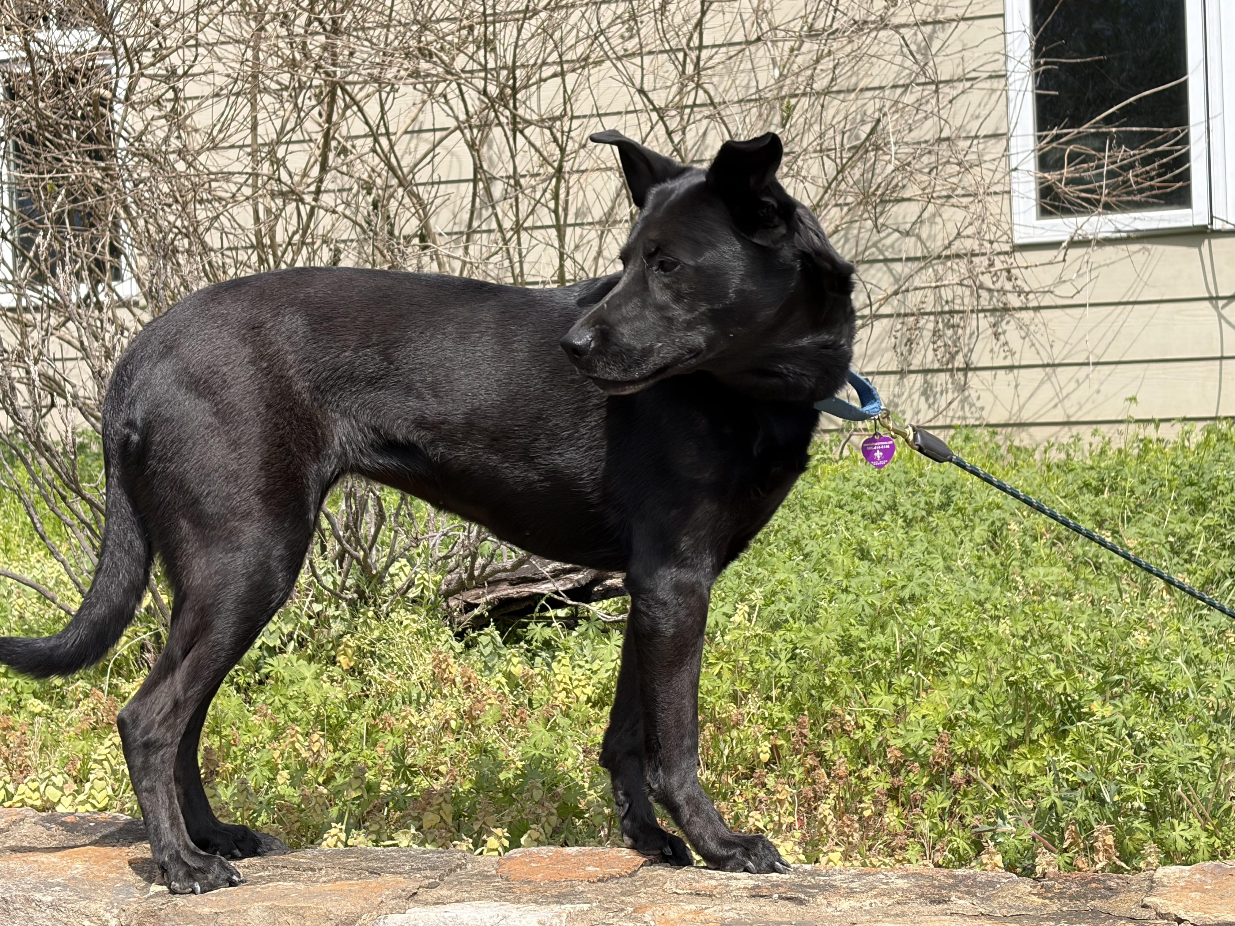 Enlarge Zipper, a ADOPTABLE mixed breed in Warrenton, VA image 2/6