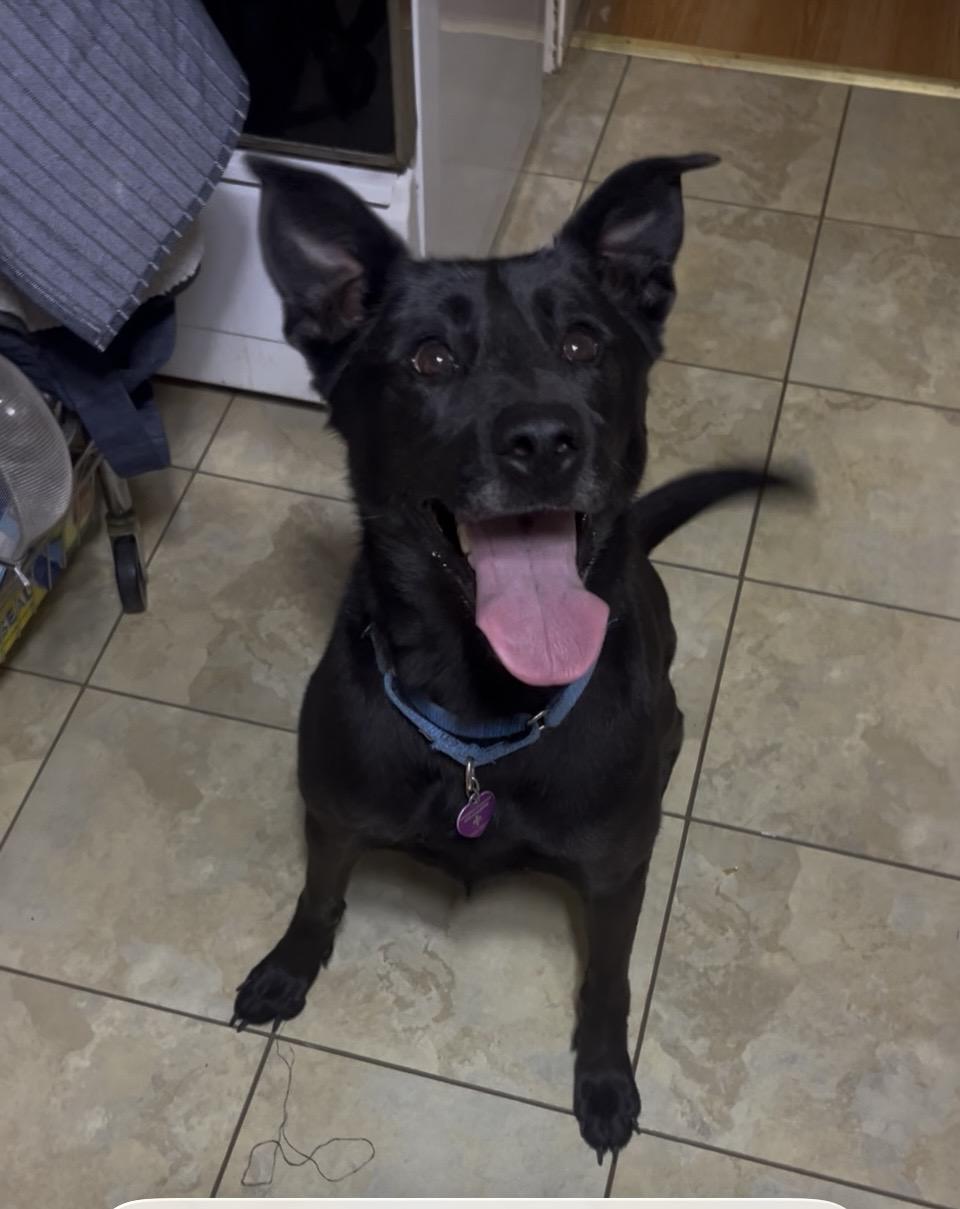 Zipper, a ADOPTABLE mixed breed in Danville, VA image 5/5