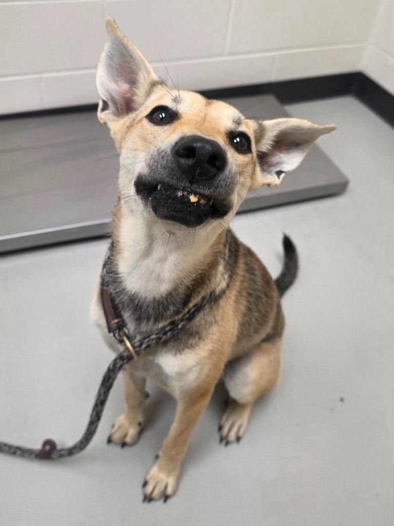 Dream / Macy, Adoptable, Puppy Female Shepherd & Hound.