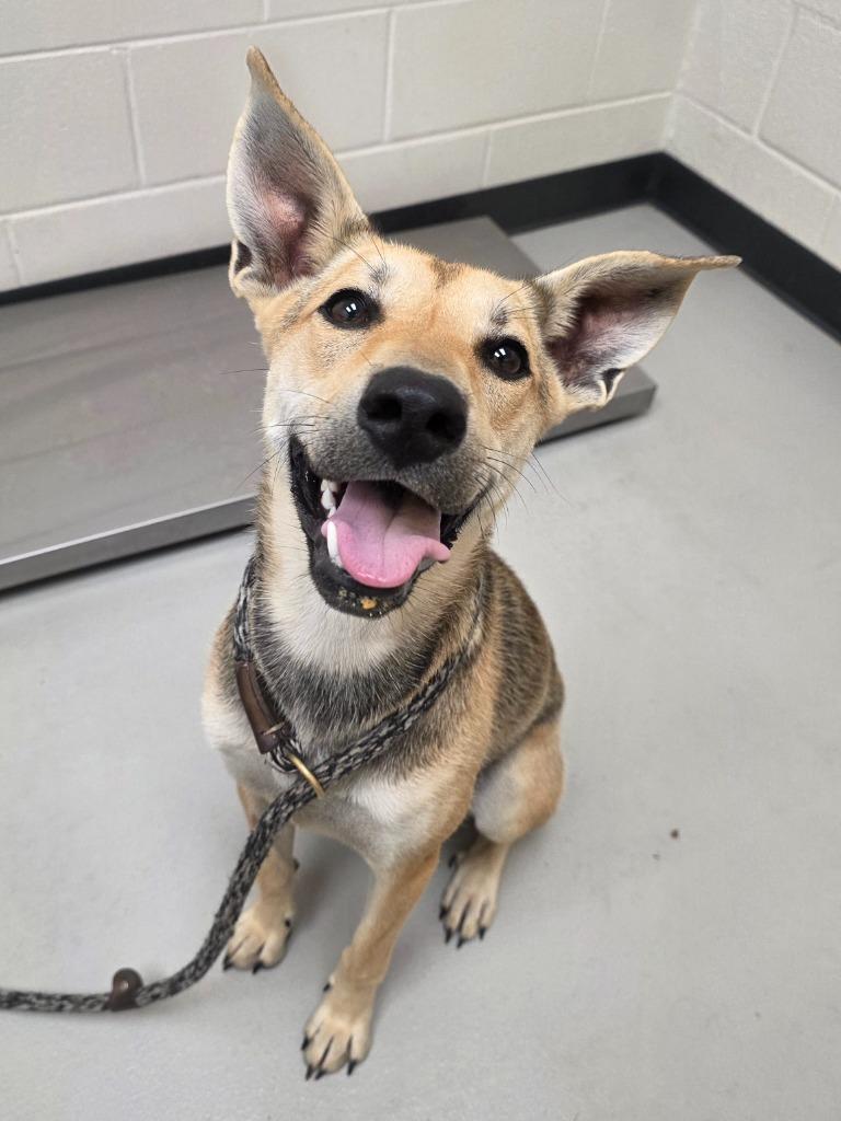 Enlarge Dream / Macy, a Adoptable mixed breed in Greeneville, TN image 2/3